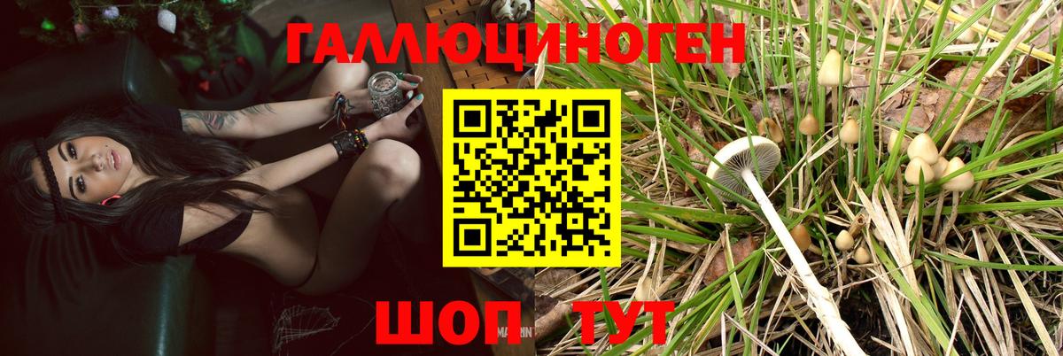 Фурманов  Галлюциногенные грибы прущие грибы  Вход с VPN  Галлюциногенные грибы Psilocybe 